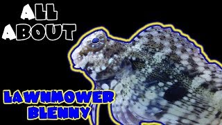 All About The Lawnmower Blenny [upl. by Arezzini]