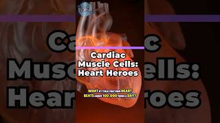 Cardiac Muscle Cells The Heartbeat Heroes ❤️ [upl. by Euqinad468]