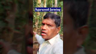 Agarwood farming अगरवुड की खेती agarwoodfarming agarwood Shorts [upl. by Enenaej]