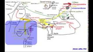 Cranial parasympathetic ganglia [upl. by Gardener]