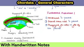 Chordata  General Characters  Readymade handwritten notes for exam [upl. by Bocaj109]