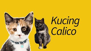 Mengapa Kucing Calico Hampir Selalu Betina Ini Faktanya [upl. by Ikcin]