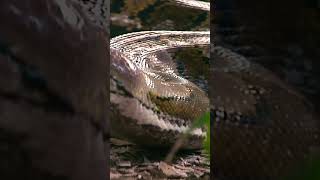 Huge 20’ Reticulated Python in Naples Florida [upl. by Emmons]