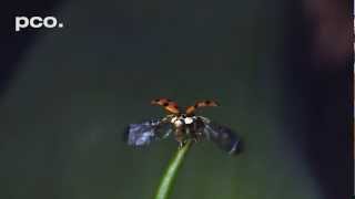 Ladybug take off  in slow motion [upl. by Analat]