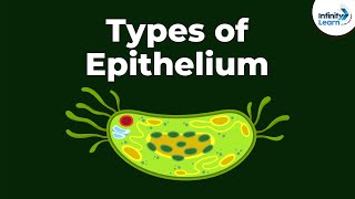 Types of Epithelial Tissue  Animal Tissues  Infinity Learn [upl. by Nosyarg]