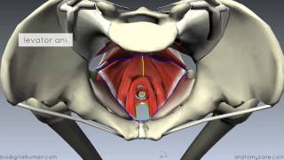 Pelvic Floor Part 1  The Pelvic Diaphragm  3D Anatomy Tutorial [upl. by Hannan]