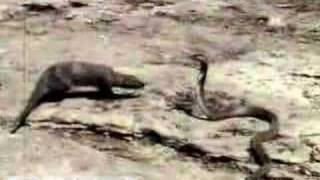 Mongoose Attacking an Asian Cobra Britannicacom [upl. by Godspeed767]