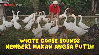 GOOSE GEESSE SOUND EFFECT  SUARA ANGSA PUTIH [upl. by Aniweta]