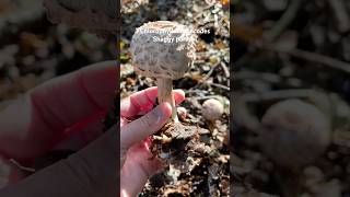 Chlorophyllumrhacodes Shaggyparasol chlorophyllum foraginguk wildmushrooms wildmushrooms [upl. by Annadal]