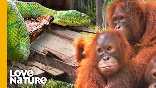 Why Baby Orangutans Must Learn to Fear Snakes  Love Nature [upl. by Lenhart]