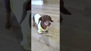 Moonpie loves her grandma starboxdachshunds moonpiestarbox starbox dachshunds wienerdog fun [upl. by Schwinn]