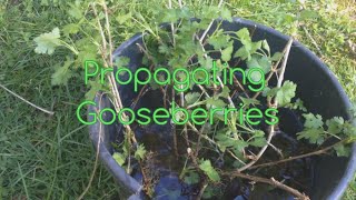 How to Propagate Gooseberries New plants for FREE [upl. by Charry]