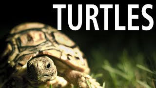 Song About Turtles [upl. by Yenffad36]