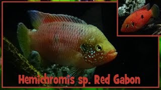 Hemichromis sp Red Gabon    Cichlidae  Hemichromis rouge  ParisFrance  022019 [upl. by Narod]