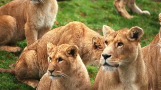 Zoo de Cerza au coeur du plus grand zoo de Normandie [upl. by Ociral]