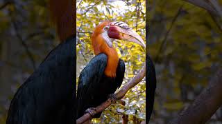 Rufousnecked Hornbill A Striking and Vital Species birds [upl. by Jacobba]