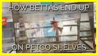 The Devastating Story of How Betta Fish Wind up on Shelves at Petco [upl. by Reeve]