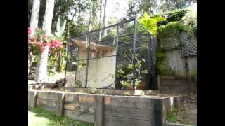 Gorgeous Garden Aviary for Finches 1 [upl. by Han]