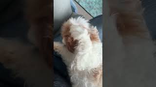 Cute Cavoodle Cavapoo puppy 8 weeks old [upl. by Lechner]