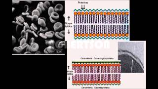 Modelos de Membrana Celular [upl. by Losse353]