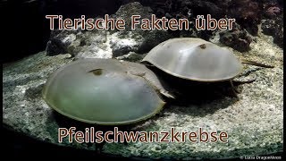 Tierische Fakten über Pfeilschwanzkrebse [upl. by Pontias]