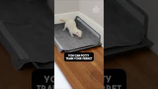 How to Train Your Ferret [upl. by Fortune]