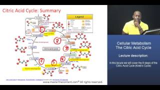 MCAT® Citric Acid Cycle  Part 2 Summary of the Citric Acid Cycle [upl. by Anihcak764]