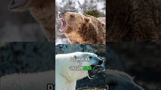 Polar Bears vs Grizzly Bears [upl. by Elwira]