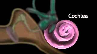 Sonic Voyage An Animated Exploration of the Cochlea’s Marvelous Mechanics [upl. by Ydnat837]