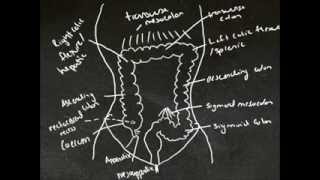 Tutes Online  The Large Intestine [upl. by Lathrope]