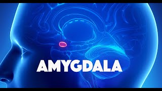 Amygdala [upl. by Eldwun]