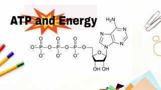 How do we get energy from ATP Adenosne Triphosphate [upl. by Wilmott]