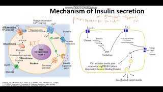 Mechanism of Insulin secretion from the beta pancreatic cells [upl. by Rehctaht]