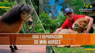 Caracteristicas de la Cria y Reproduccion de Mini Horses  TvAgro por Juan Gonzalo Angel [upl. by Rehptsirhc]