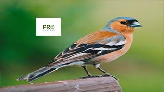 Common Chaffinch Call  Birds Sounds 2022 صوت طائر الصلونج [upl. by Libre171]