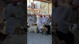 friday Today Nizwa 1 Goat Sell Omani 200 Riyal [upl. by Anaujait]