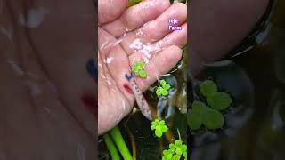 Ikan Cupang Betina bettafish shortvideo cupang [upl. by Rillis]