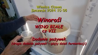 WINOROŚL  WINO BIAŁE cz VII dodanie pożywek II  Winnica Cisowa 2024 10 05 [upl. by Erv]