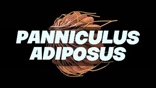 PANNICULUS ADIPOSUS Simplified  Anatomy [upl. by Simeon156]