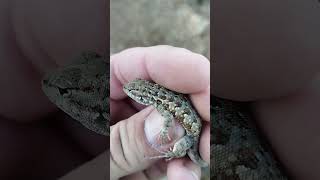 Side Blotched Lizard from East of San Diego in SoCal reptilia california herping [upl. by Nylrehs]