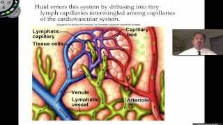 The Lymphatic System [upl. by Eniarda]