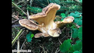 Riesenporling Meripilus Giganteus Agaricus Aequivocus Flabellopilus Giganteus Grifola Gigantea [upl. by Holder508]