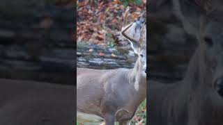 After the Shot before Tracking A Whitetail Deer this Season whitetailhabitat deerhunting [upl. by Assirroc476]