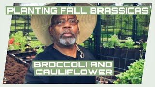 First Fall Brassica Crops Going In  vlog tutorial asmr [upl. by Florida]