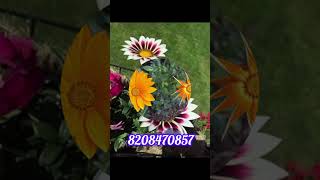 🌺🪴Gazania Plant Available🌿🌸With Pot Delivery 20 Colour Available all india home delivery available [upl. by Nwatna]