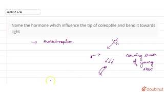 Name the hormone which influence the tip of coleoptile and bend it towards light [upl. by Carlile194]