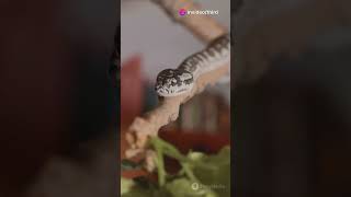 How Snakes Move The Secret Behind Their Slithering [upl. by Assecnirp89]