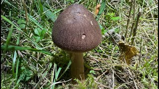 Tricholoma imbricatum October 23 2024 [upl. by Steel]