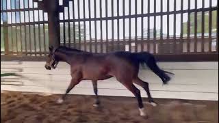 4 year old Sligo Candy Boy Loose Schooling [upl. by Eahs]