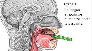 Video explicativo sobre deglución [upl. by Ecilef690]